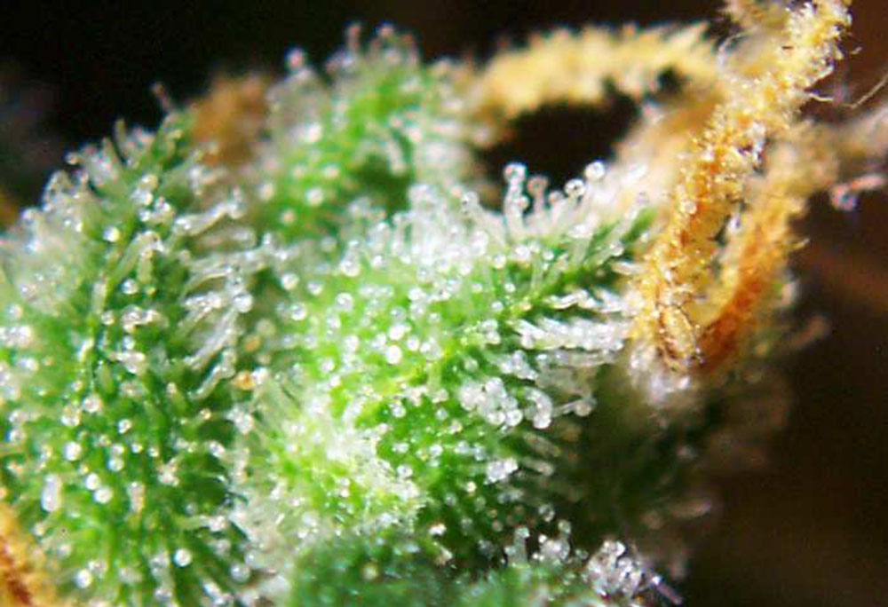 Fiore femminile di "cannabis sativa": evidenti i "cristalli" di resina